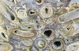 Slab Fossil Teredo (Shipworm Bored) Wood - England #70659-1